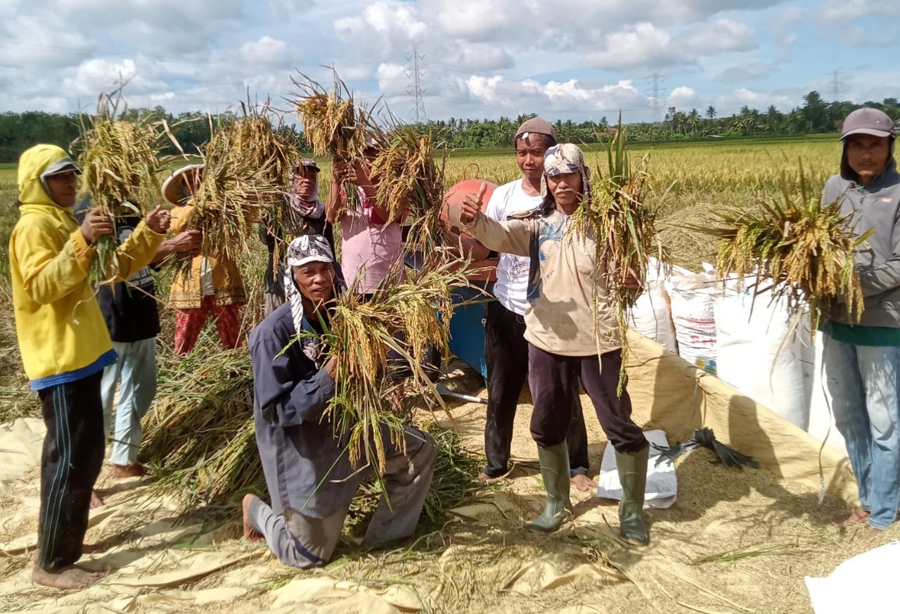 Produktivitas Padi di Desa Dondong Meningkat, Petani Mulai Panen Raya